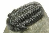 Paralejurus Trilobite With Crotalocephalina & Reedops #372409-4